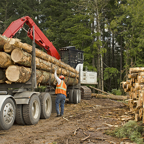 Wycinka drzew oraz przygotowanie terenów pod inwestycje